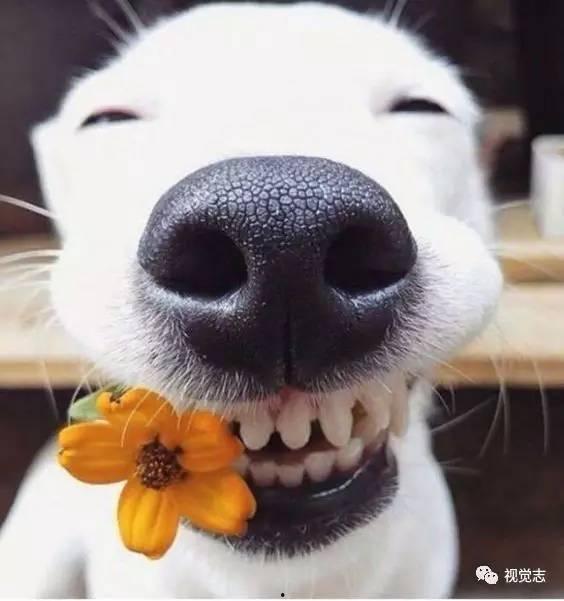 娱乐吃瓜酱埋狗,揭秘娱乐圈背后的“埋狗”真相