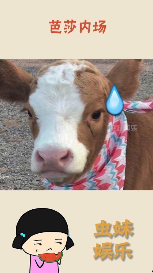 娱乐吃瓜酱狗狗