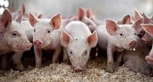 娱乐吃瓜猪衢州,吃瓜群众聚焦猪界风云